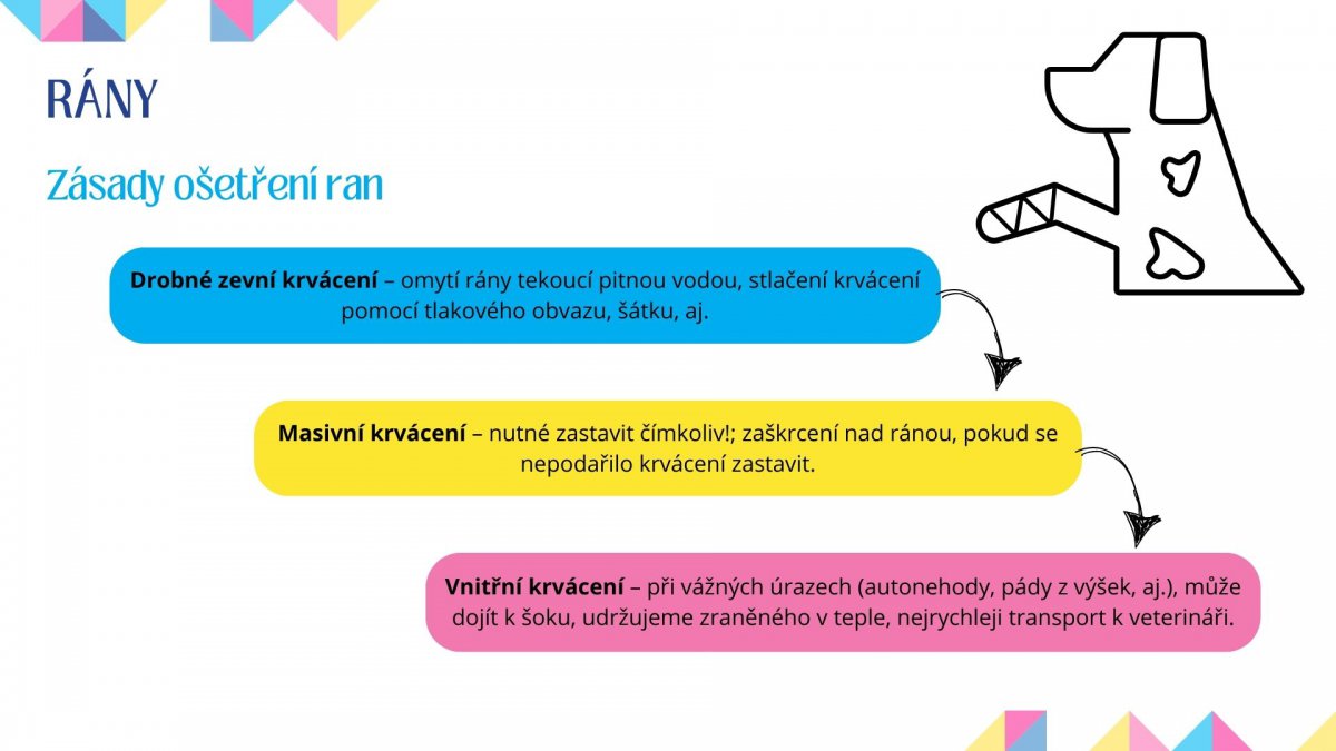 Veterinární péče a první pomoc u psa